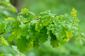 young oak leaves with water droplets on blurred green background