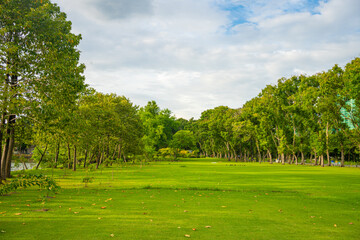 Green meadow grass with tree in city park sunny day
