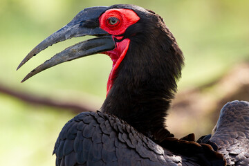 Bucorve du sud/ Calao/ bucorvus
