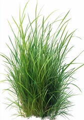 Obraz premium Lush green grass tuft