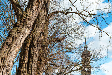 Old large trees without leaves against a background of blue sky and white clouds and the dome of...