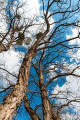 Old large trees without leaves against a background of blue sky and white clouds