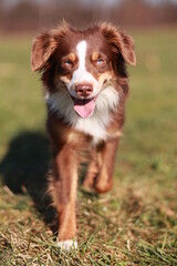 Miniature Australian Shepherd dog in red-tri color is running in a field