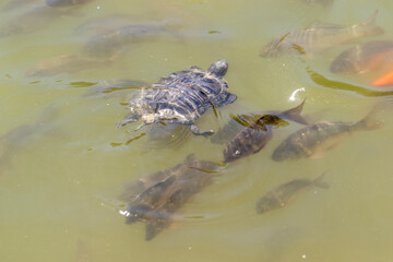 Carp fish and red-cheeked turtles swimming in the lake