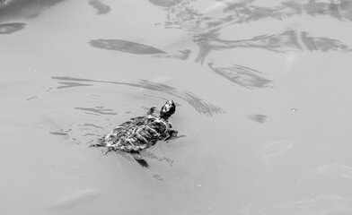 Carp fish and red-cheeked turtles swimming in the lake