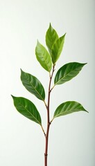 Fototapeta premium Single branch on white background in studio lighting, branch, light
