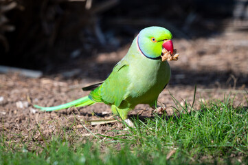 Alexandrine Parakeet Walking on Grass