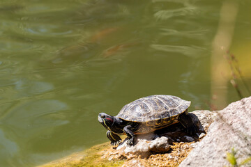 Obraz premium red eared slider turtle