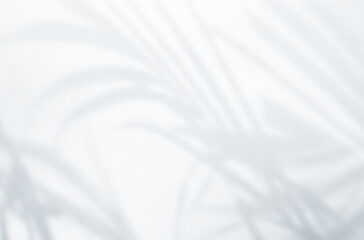 Shadow of leaves tree plant overlay on white wall. Sunlight effect shadow on the wall. Minimal blurred backdrop backgrounds. Summer tropical surface background