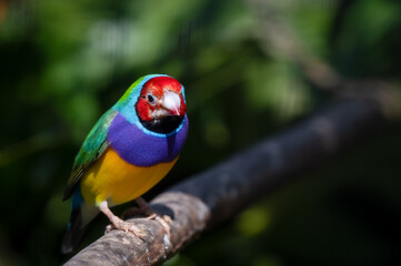 Gouldian Finch Perched in a Tree