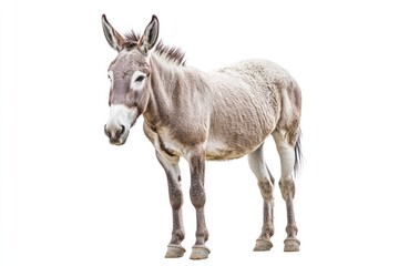 Donkey standing, isolated, white background, farm animal