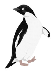 Adelie Penguin standing and looking over her shoulder. Birds of the South Pole. Realistic vector animal