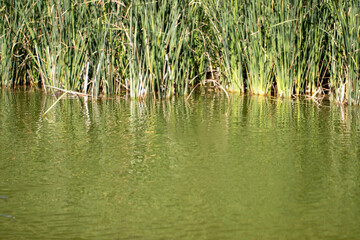 reeds in the water