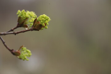 A tree branch with green leaves is shown in a blurry background © flucas