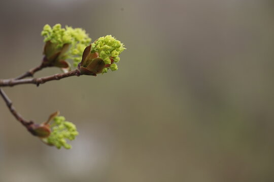 A tree branch with green leaves is shown in a blurry background