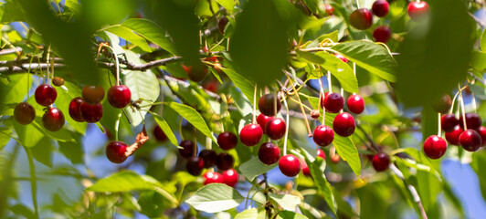 Cherries on a branch, close-up related to agriculture.v