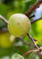 Apricot on the branch, close-up related to agriculture.