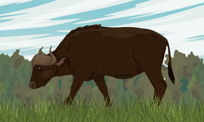 African buffalo walks through a pasture with tall juicy grass. Realistic vector landscape