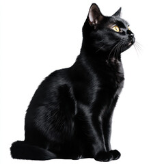 black cat on white background
