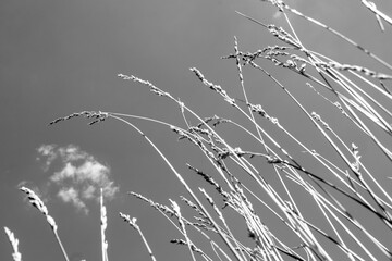 dry grass in the wind