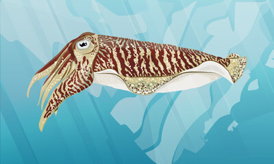 A common cuttlefish swims in warm sea water. Realistic vector landscape