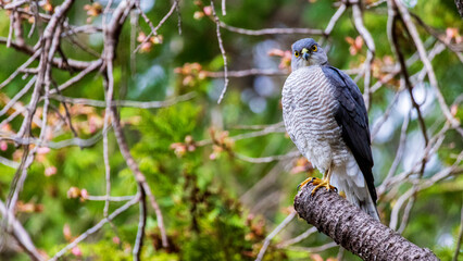 Looking at this / a wild sparrowhawk