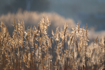 Fototapeta premium Background of dry reeds in the sunset light.