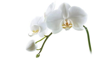Elegant White Orchid Blossom Isolated on Pure White Background for Creative Designs