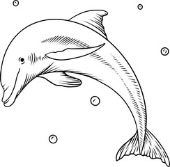 contour drawing of a dolphin with water droplets