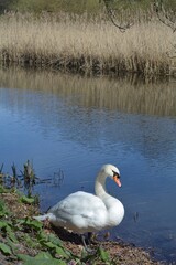 White Swan by a Tranquil River with Tall Reeds; a majestic white swan stands calmly at the edge of a serene river, with tall dry reeds in the background reflecting on the blue water