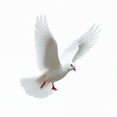 Obraz premium White Dove in Flight on White Background – Peaceful Bird with Red Eyes and Beak, Minimalist Wildlife Photography