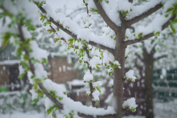 Snow falls on the blossoming branches of the cherry tree.
