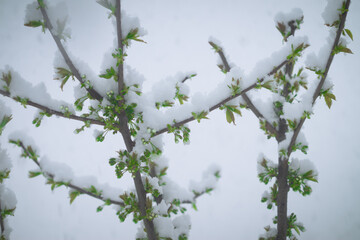 Snow falls on the blossoming branches of the cherry tree.
