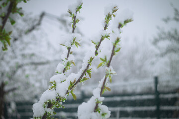Snow falls on the blossoming branches of the cherry tree.
