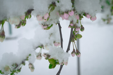 Snow falls on the blossoming branches of the cherry tree.
