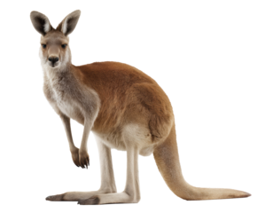 Kangaroo in a natural pose with a curious expression and strong stance on a transparent background, cut out