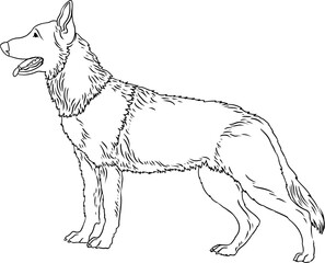 Hand-drawn illustration of the outline of a shepherd dog