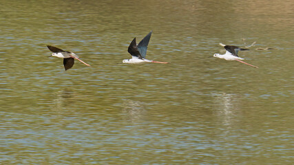 black winged stilts in flight