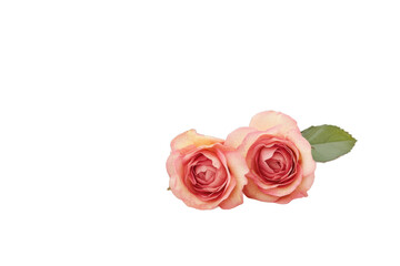 Stock photo of two pink roses isolated on black background for love and romance use