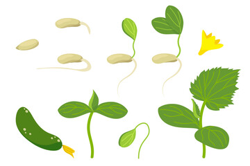 Stages of germination and cucumber seedling from seed to plant. Set of vector isolated elements of green and yellow color. Different young sprouts of vegetable growth