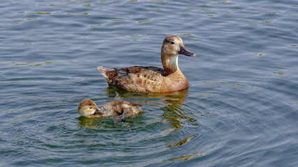 Duck and duckling swimming in the lake