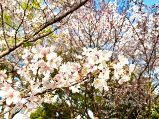 pink cherry blossom