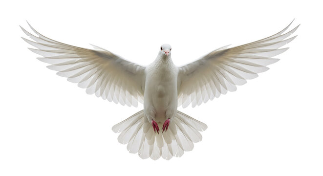 Isolated Dove