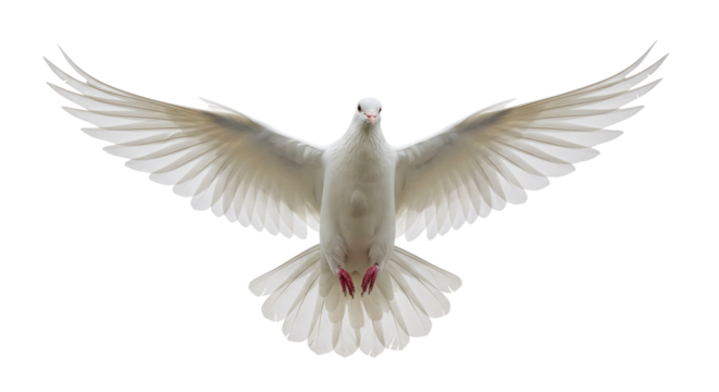 Isolated Dove