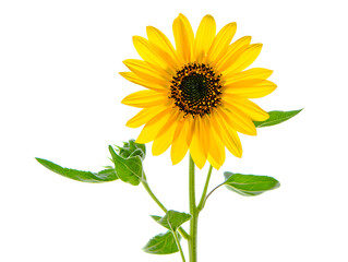 Obraz premium Sunflower flower, yellow with small green leaves, and petals around. Plants, seeds, oils. Botany, study of flowers and their benefits. Isolated on white