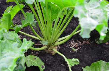 Close-up of a Sugar Beet Plant Growing in the Field