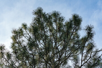 Obraz premium Sunlight at sunset in spring illuminates the upper part of a pine tree with long needles and cones, viewed from a lower viewpoint.