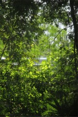 Fototapeta premium Lush green vines and trees