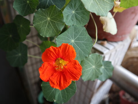 blooming Nasturtium on the balcony design for hobby and abundance concept