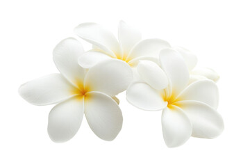 Naklejka premium white Frangipani flower isolated on white background PNG